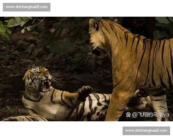 老虎vs群雄对决生态力量与智慧的终极较量全景解析深度观察纪实