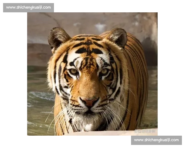 美洲豹与美洲狮巅峰对决丛林王者力量智慧全面较量生存领地终极博弈